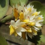 Calyptrochilum emarginatum Blodyn