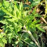 Artemisia vulgarisपत्ता