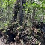 Laurus novocanariensis Хабит
