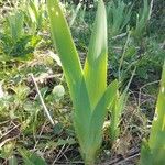 Iris pumila 葉