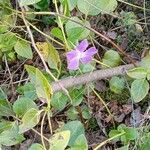 Vinca major Hábito