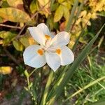 Dietes iridioidesКветка