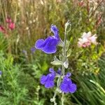 Salvia chamaedryoides Fleur