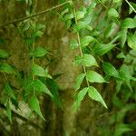 Buckleya distichophylla Leaf