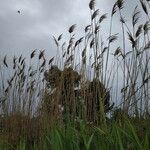 Phragmites australis Levél