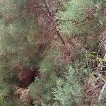 Juniperus phoenicea Yaprak