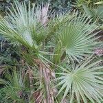 Washingtonia robusta 葉