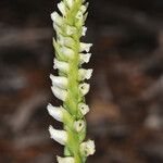 Spiranthes romanzoffiana Λουλούδι