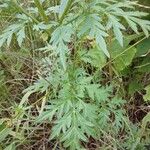 Cosmos sulphureus Leaf