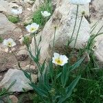 Ranunculus amplexicaulis Floare
