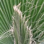 Washingtonia filifera পাতা