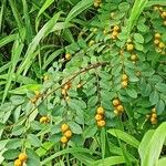 Breynia retusa Fruit