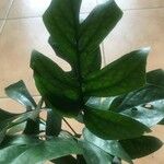 Monstera minima List