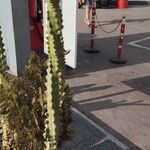 Euphorbia neriifolia Hoja