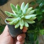 Dudleya greenei RoseFolha