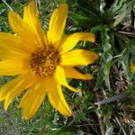 Wyethia angustifolia Flower