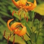 Lilium amabile Flor