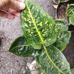 Dieffenbachia grayumiana Φύλλο