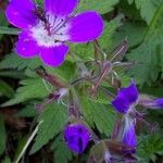 Geranium sylvaticumFlower