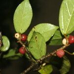 Ficus colubrinae Frukt