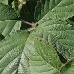 Rubus vestitus Blatt