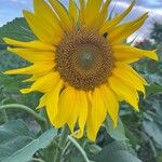 Helianthus giganteusFlor