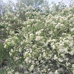 Crambe tataria Blüte