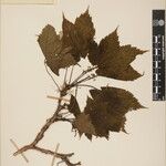 Acer caudatum Other