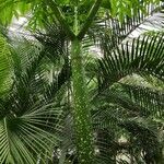 Amorphophallus titanum Habitat