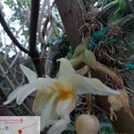 Stanhopea pseudoradiosaFloro