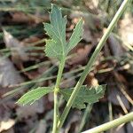 Peucedanum cervaria Folha