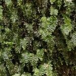 Hymenophyllum polyanthos Folla