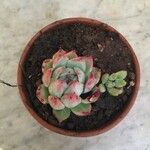 Echeveria colorataपत्ता