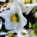 Helleborus niger Λουλούδι