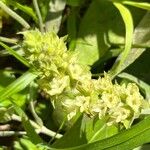 Sideritis syriaca Blomst