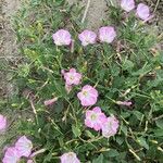 Convolvulus arvensisപുഷ്പം