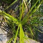 Carex muskingumensis 葉