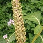Phytolacca acinosa Mbuma