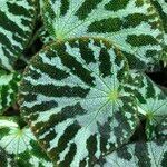 Begonia imperialis Hoja