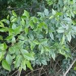 Ligustrum robustum List