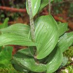 Epipactis atrorubens Foglia