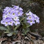 Primula sonchifolia ᱵᱟᱦᱟ