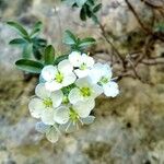 Hormathophylla macrocarpa Λουλούδι