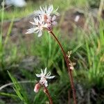 Lithophragma glabrum Агульны выгляд