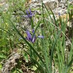 Iris sintenisii Habit