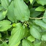Saururus cernuus Leaf