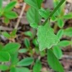 Cyanthillium cinereum Hoja