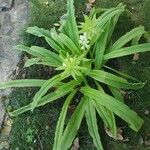 Eucomis autumnalis आदत