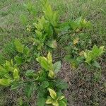 Citrus × latifolia Лист