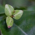 Phyllanthus koghiensis Frunză